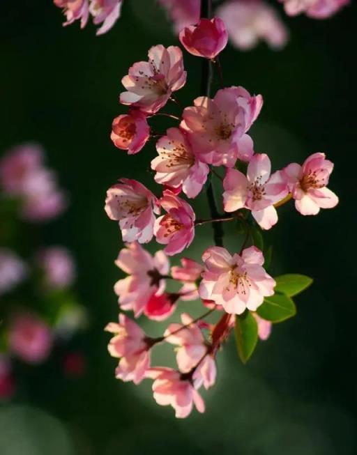 有院子，不要錯過三種花，湊齊「富貴滿堂」！