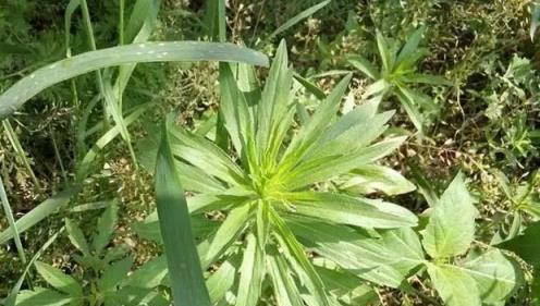 這種「野草」農村常見無人要，治療胃炎有奇效，以後見到要珍惜！