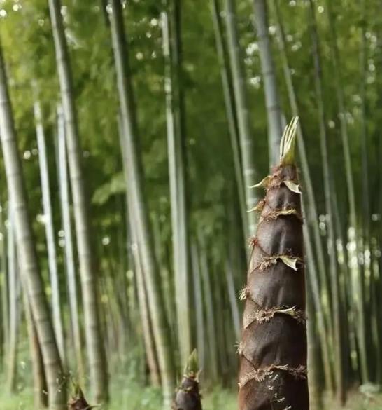 古語「竹子開花，馬上搬家」，這不是迷信，是前輩們的經驗和教訓！