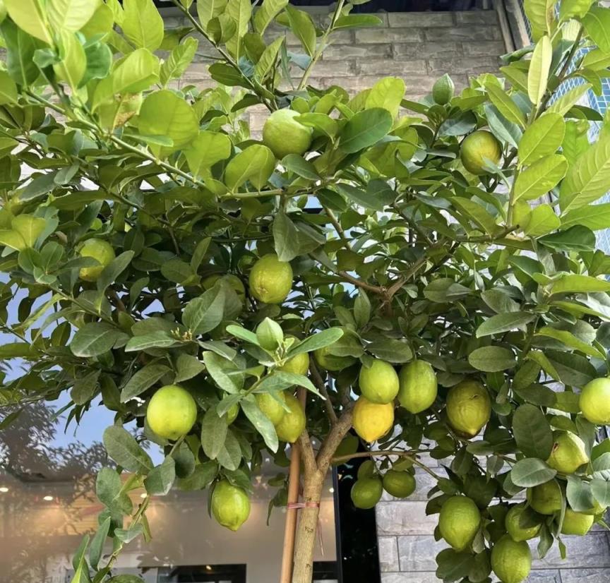 家裡再「乾淨」也要養8種花，讓角落裡的毒氣病菌無處可逃