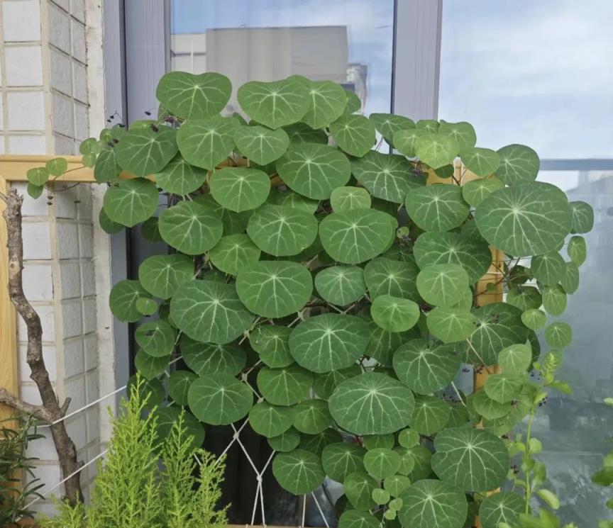 老話說，養花越醜越鎮宅，3種「醜花」選一個，家裡一放，成為「鎮宅之寶」！