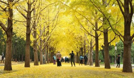 5種「守家樹」，美麗又長壽，還能養成「傳家寶」