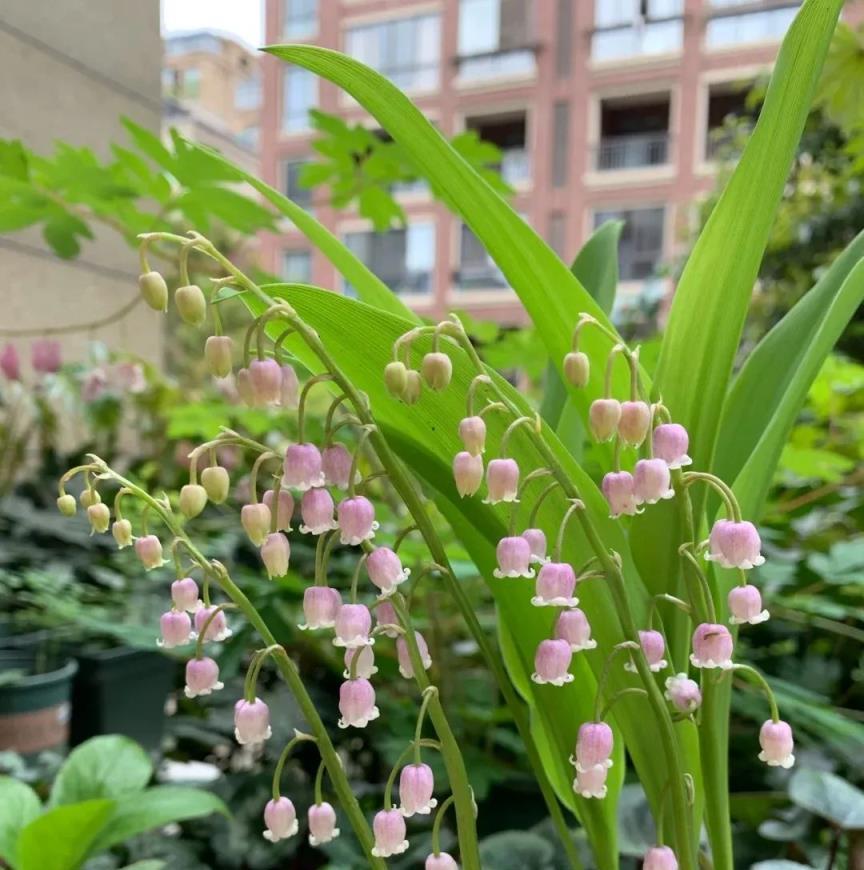 再窮也要養3盆花，病菌少一半，角落空氣也乾淨，全家安康