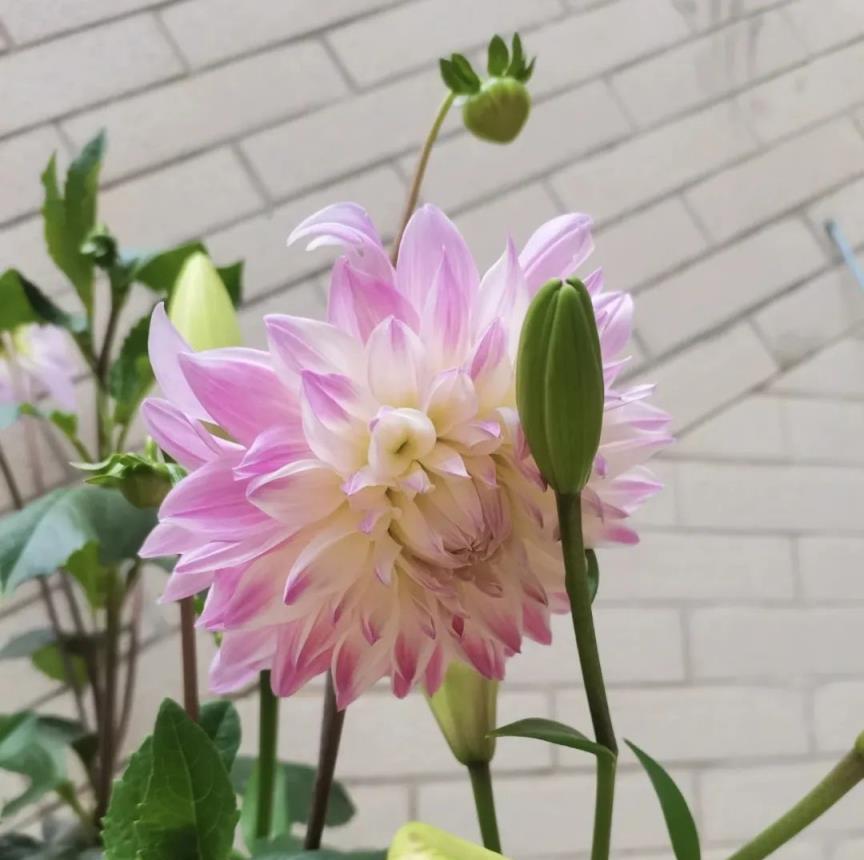 七月養花，這3種別錯過，澆點水就活，晒晒陽光，開一片！