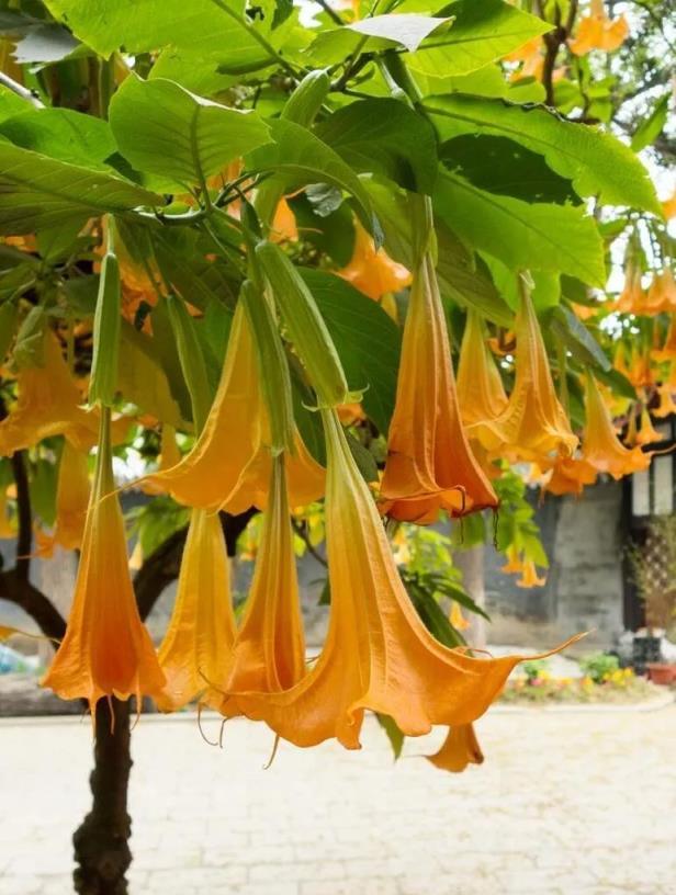 8種漂亮花，夏天正盛開，「花旺人不旺」，幸虧早知道