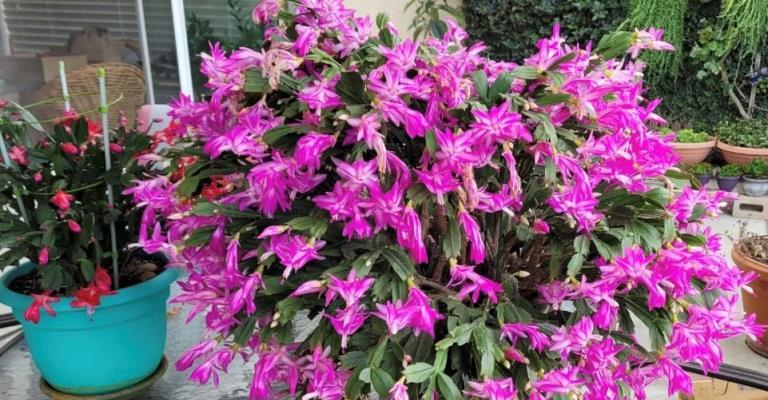 蟹爪蘭插在仙人掌上，10天就活，一次開花「上百朵」