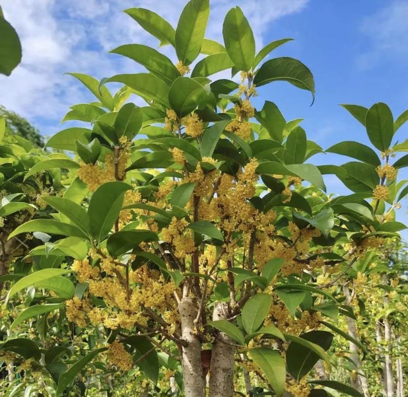 奶奶說「窮養花，富種樹」！4種吉祥樹，招財又納福，財富好運來的快！