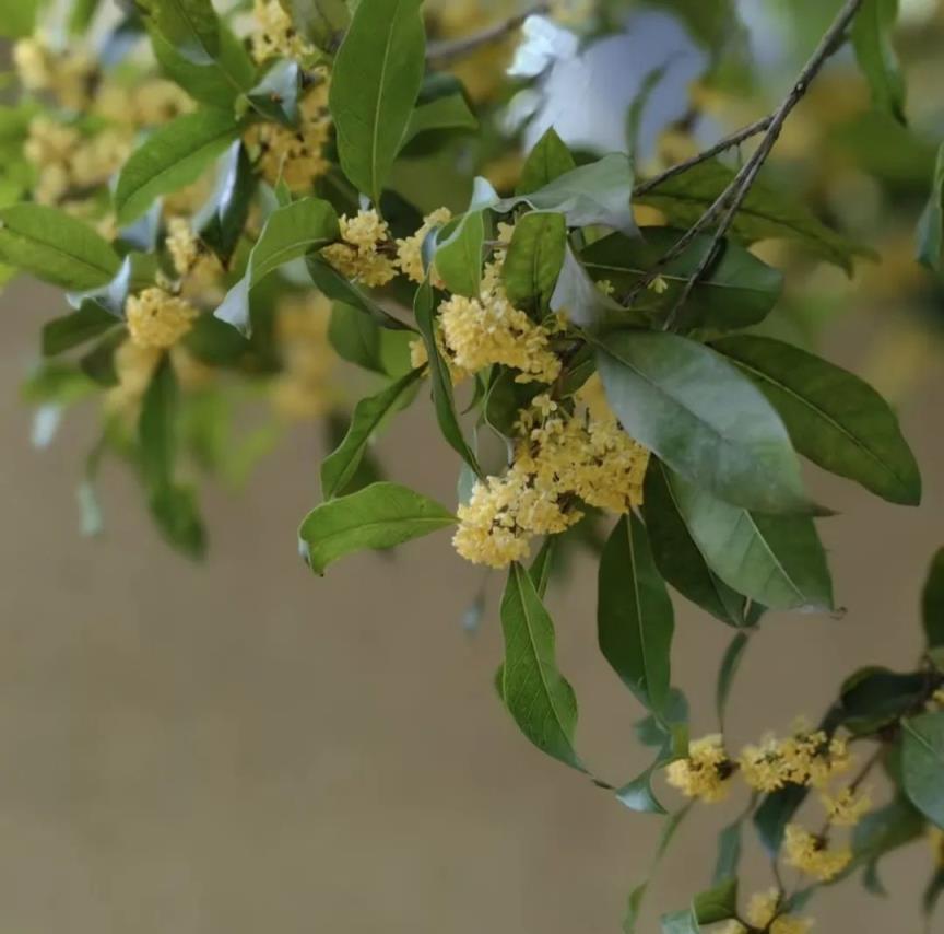 「家有3花，不富也發」，老祖宗的話，不僅僅是迷信，真的有道理！