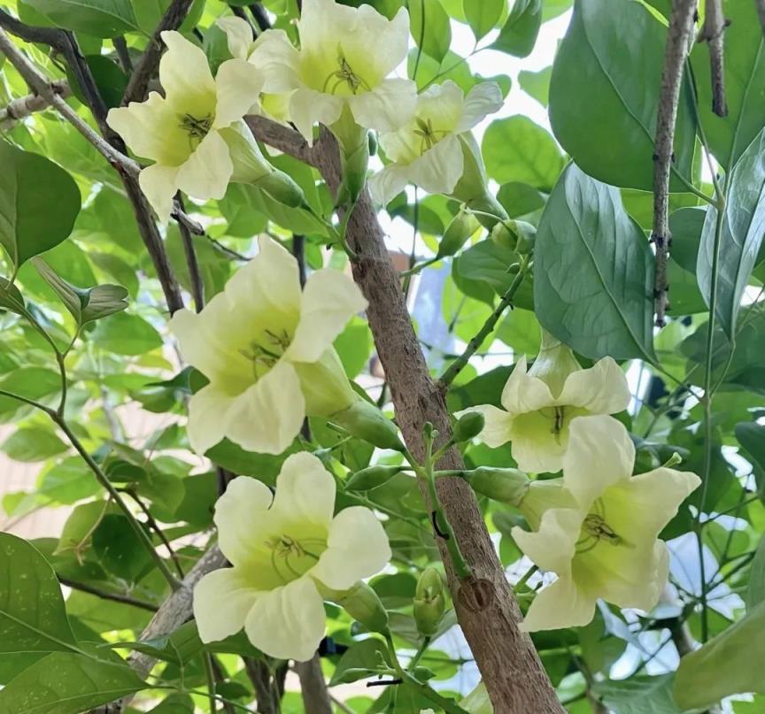 ​5樹開花，子孫有錢花，五種漂亮花，客廳隨便放一盆，大氣高雅，真吉祥！