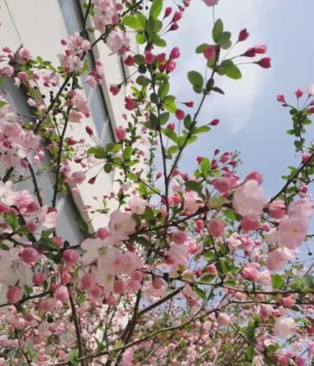 7種「花樹」，家有庭院種一棵，越養越美，美好幸福「院景」