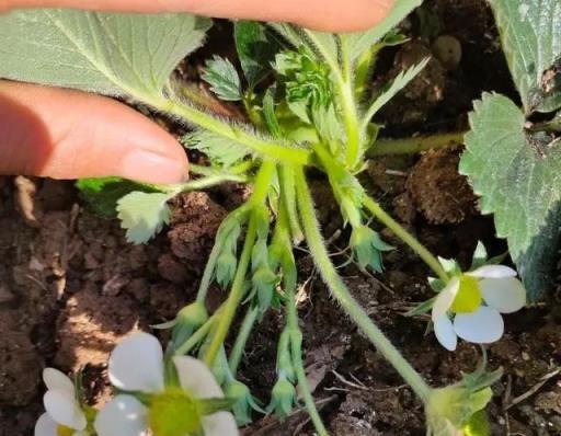 草莓苗怎麼種？關鍵「2步」做好了，花多得數不清，草莓摘不停