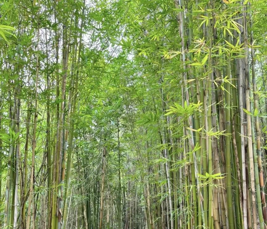 古語「竹子開花，馬上搬家」，這不是迷信，是前輩們的經驗和教訓！