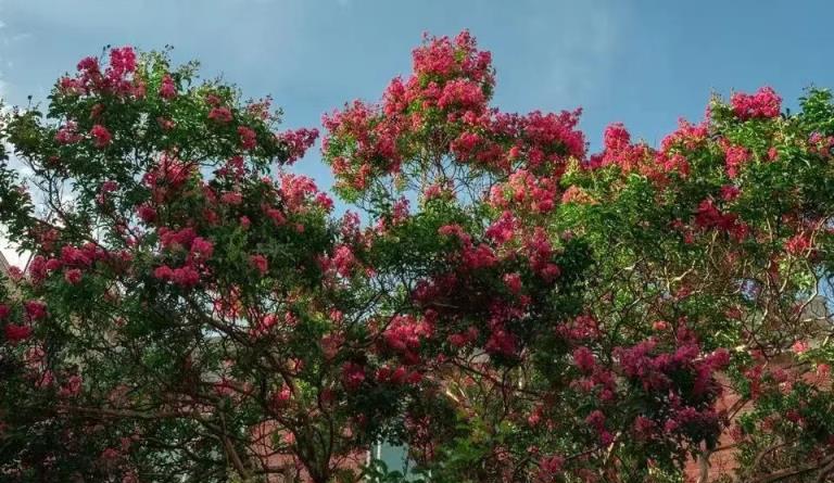 7種「花樹」，家有庭院種一棵，越養越美，美好幸福「院景」