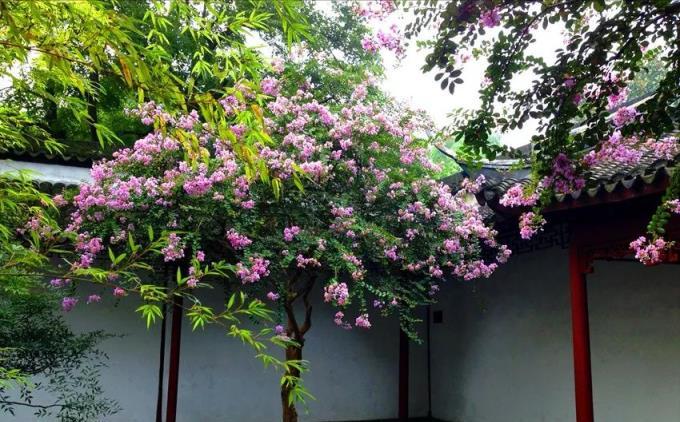 庭院 「十大吉祥樹」，擠擠也要種一棵，美觀大氣，寓意深遠價值高