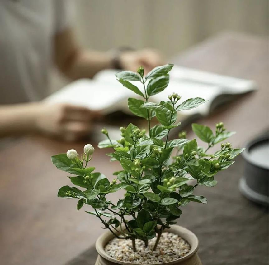 這7種藥過期了也別扔，都是植物助長「神器」，讓花卉爆發式開花！