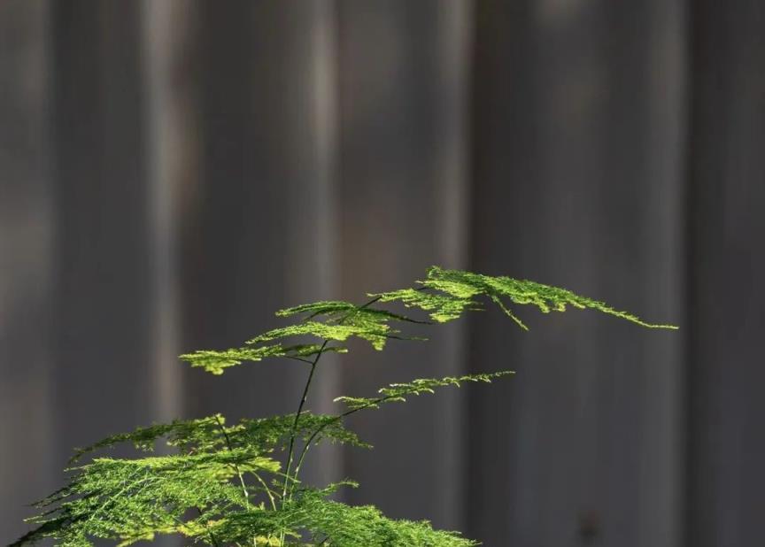 身體不好更要養「3種花」，吸廢氣，吸毒氣，室內灰塵少，越養越健康！