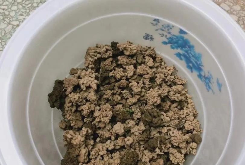 李大爺養花從來不用花肥，只用2種「粉末」，開花長葉，省錢也好使！