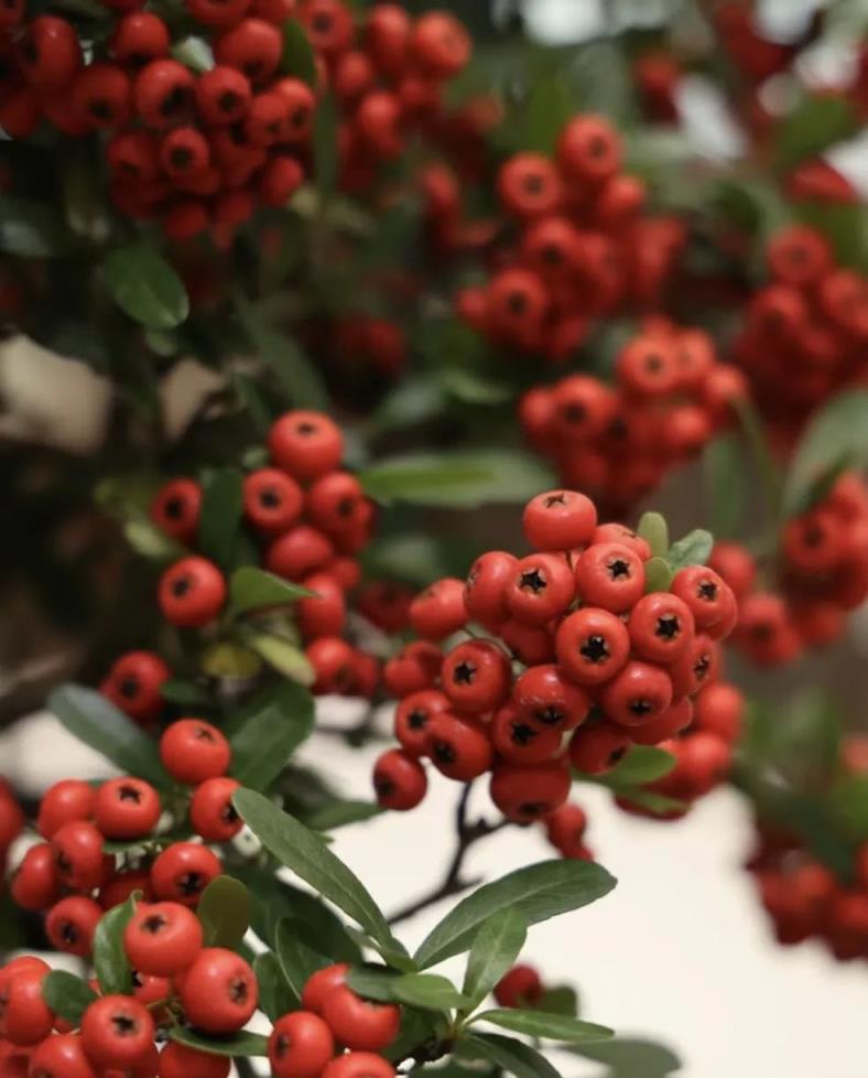 聰明人養樹不養花，這3種「鎮宅樹」，再貴也要養1盆，能聚財好運來！