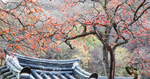 5種「守家樹」，美麗又長壽，還能養成「傳家寶」