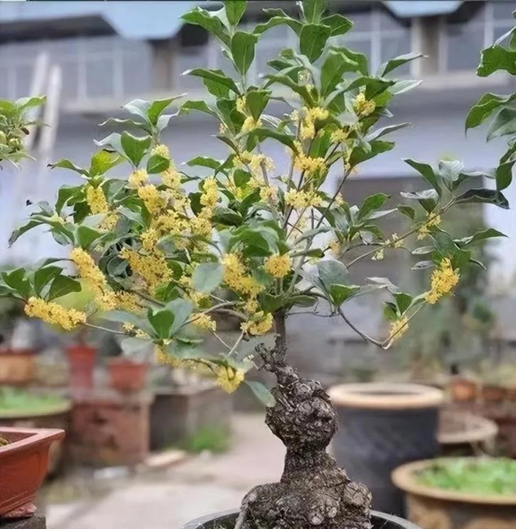 庭院 「十大吉祥樹」，擠擠也要種一棵，美觀大氣，寓意深遠價值高