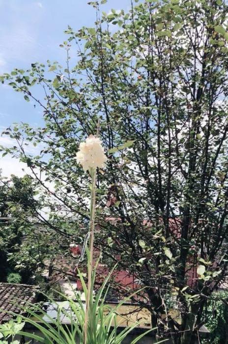 比茉莉梔子花還香的花 是提取香精的原料 開花仙氣十足