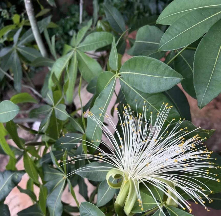 「3樹開花，不富也發」，這3種花這麼養，年年開花兆頭好！