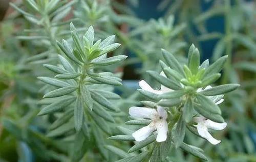 養上「3種花」自制「花露水」，每天家裡香噴噴，蚊蟲沒有心情好