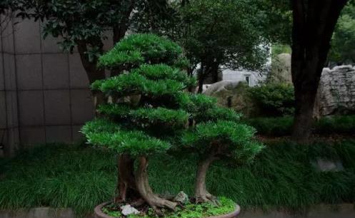 老花匠養花，不管價格高低，就養這「3種」，美觀大氣還保值