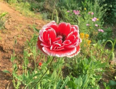 一份「值得養花卉清單」，花名唯美，開花也漂亮，養花新手可參考