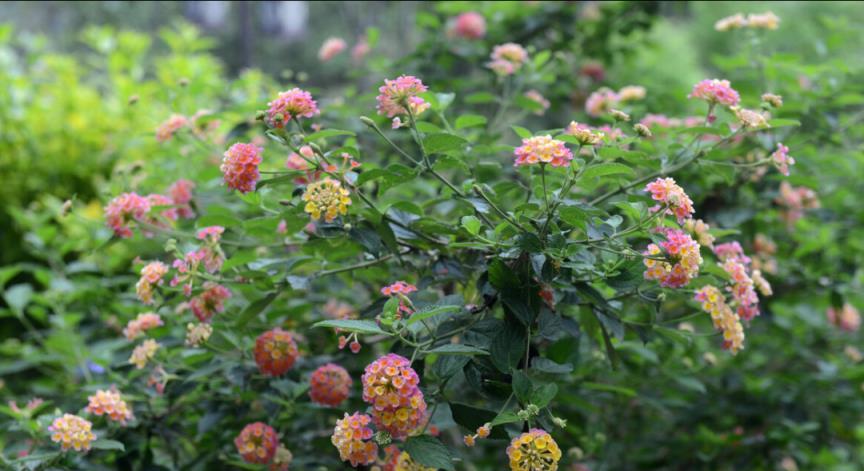 5種漂亮的「霸道花」，堪稱「入侵植物」，院子裡種了難清除