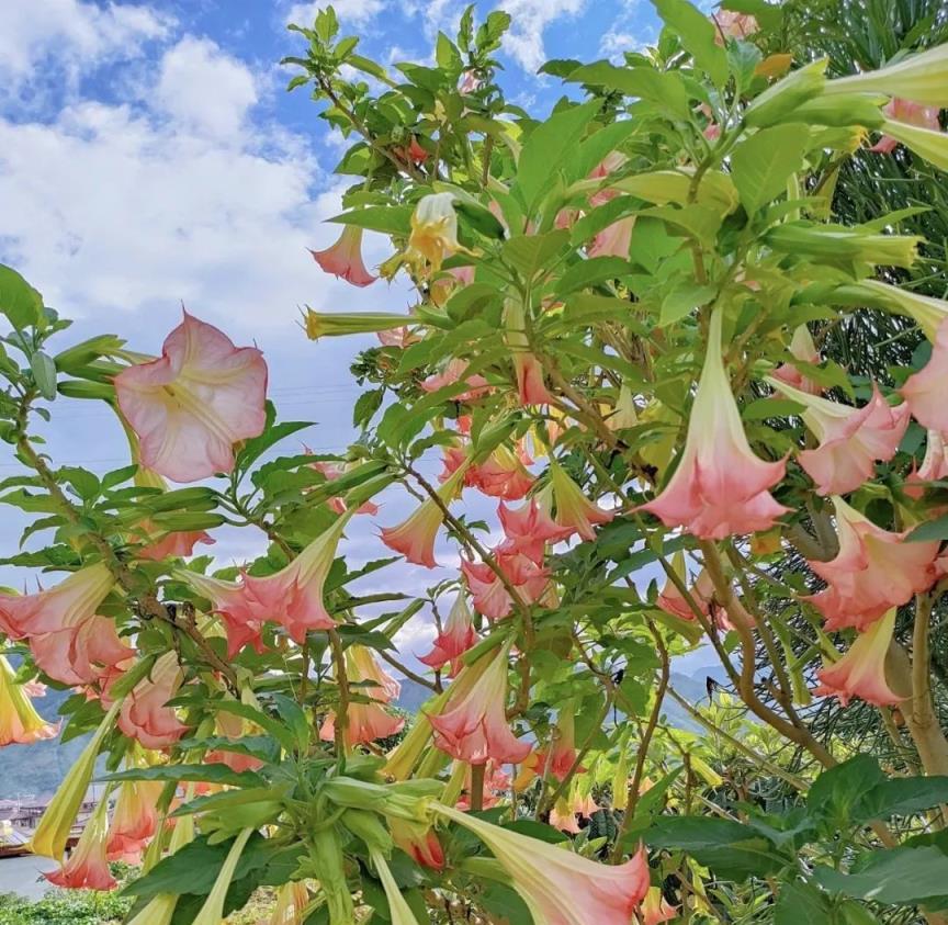 家裡不能亂養花，這5種花被稱為「散財花」，再勤快也難致富，很多人都不知道！