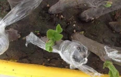 自己扦插無花果，「水裡」泡一泡，10天就生根，一年果子結滿枝