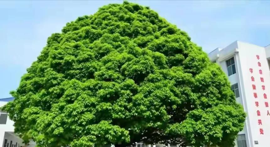 庭院 「十大吉祥樹」，擠擠也要種一棵，美觀大氣，寓意深遠價值高