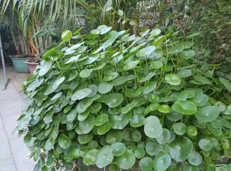 不會養花，就選吊蘭銅錢草黃金葛，放在陽臺上鬱鬱蔥蔥，天天油油