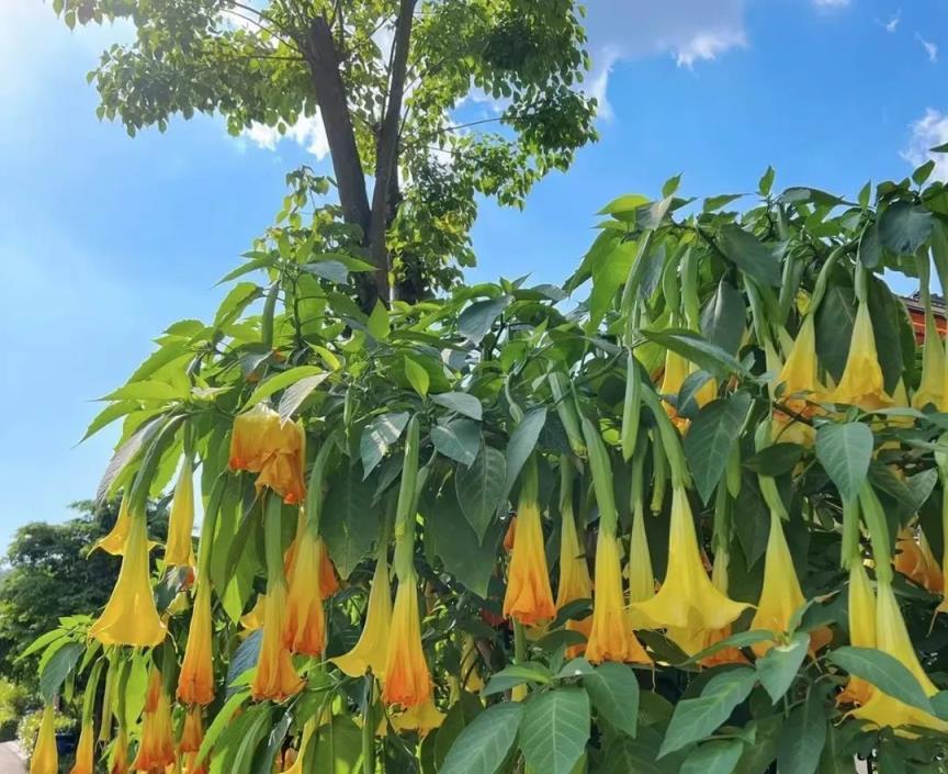 5種花不吉利，養在家裡「添隔應」，白送也不要！