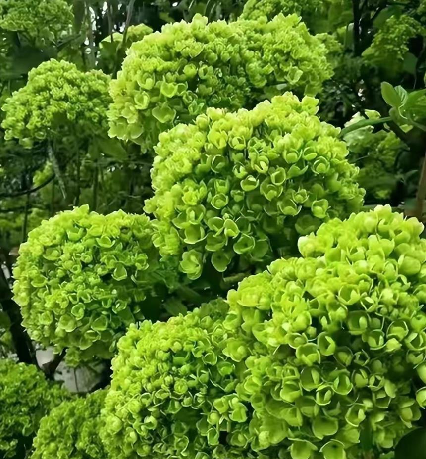 家有6種「名貴樹」，生活差不到哪裡去，經典美麗，好處多