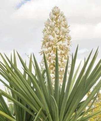 這4種花，開花不是「好兆頭」，長花箭就剪掉，別捨不得！