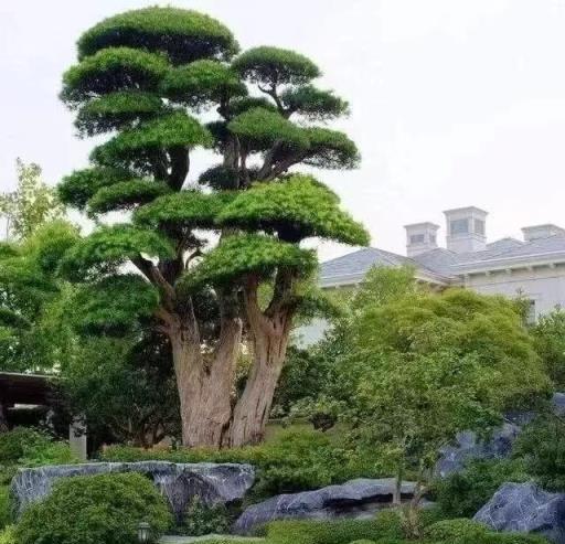 庭院 「十大吉祥樹」，擠擠也要種一棵，美觀大氣，寓意深遠價值高