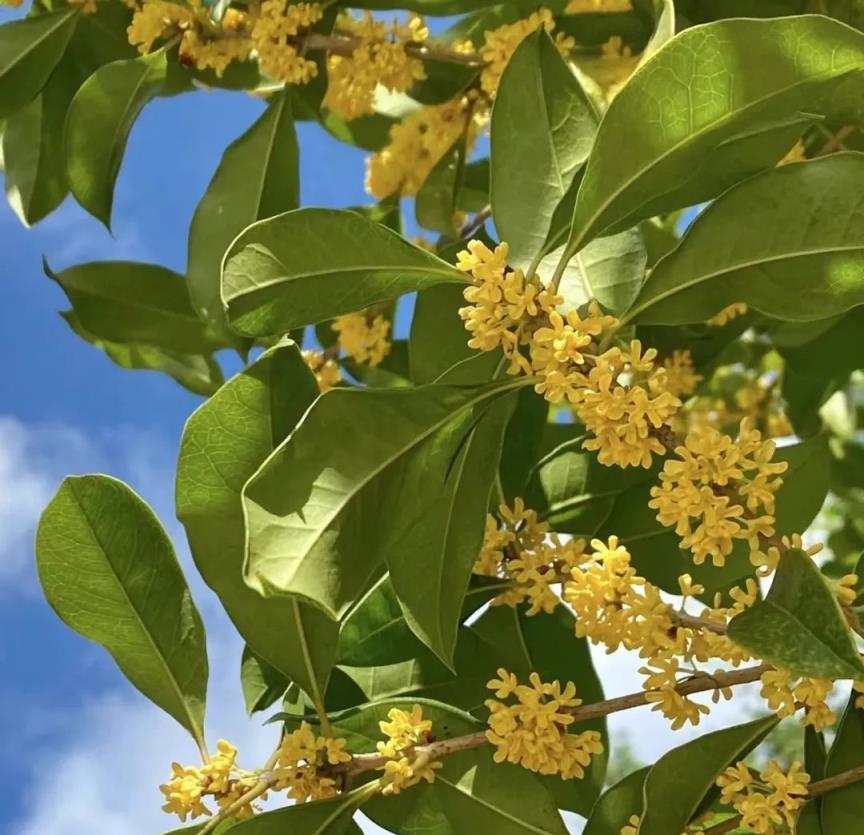 家裡再「乾淨」也要養8種花，讓角落裡的毒氣病菌無處可逃