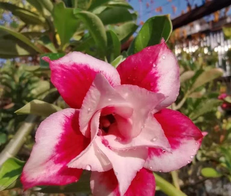 天冷了，養4種花要管住手，懶漢才能越養越旺