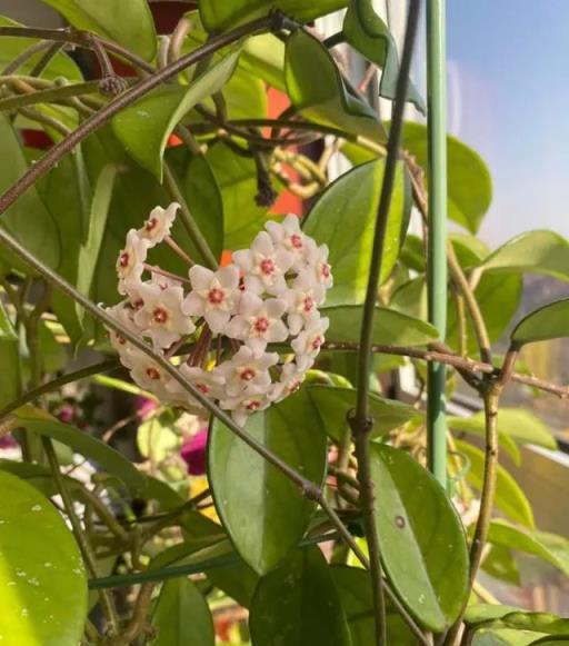 想讓球蘭早開花，這「三位置」留點水，催出一圈苞「芬芳」小半年