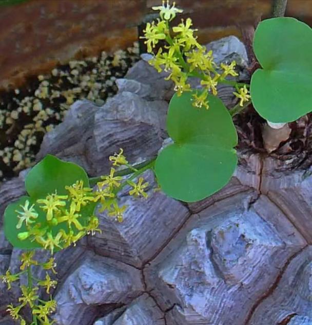 4種「醜花」，霸氣「鎮宅」，養在家裡，越養越乾淨