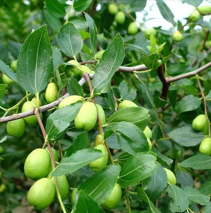 庭院「旺宅樹」，家裡種一棵，養人又吉利，子孫也受益