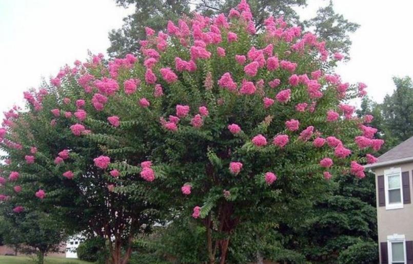 寧可食無肉，不可庭無花！有院子建議栽5種花，花開富貴，旺家宅