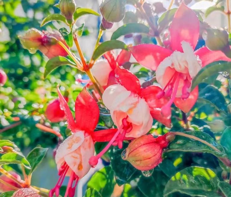 九月警惕「秋老虎」，這花最怕晒，小心「毀容」