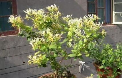 家養金銀花，注意這幾點，掐中了「要害」，花開成「瀑布」