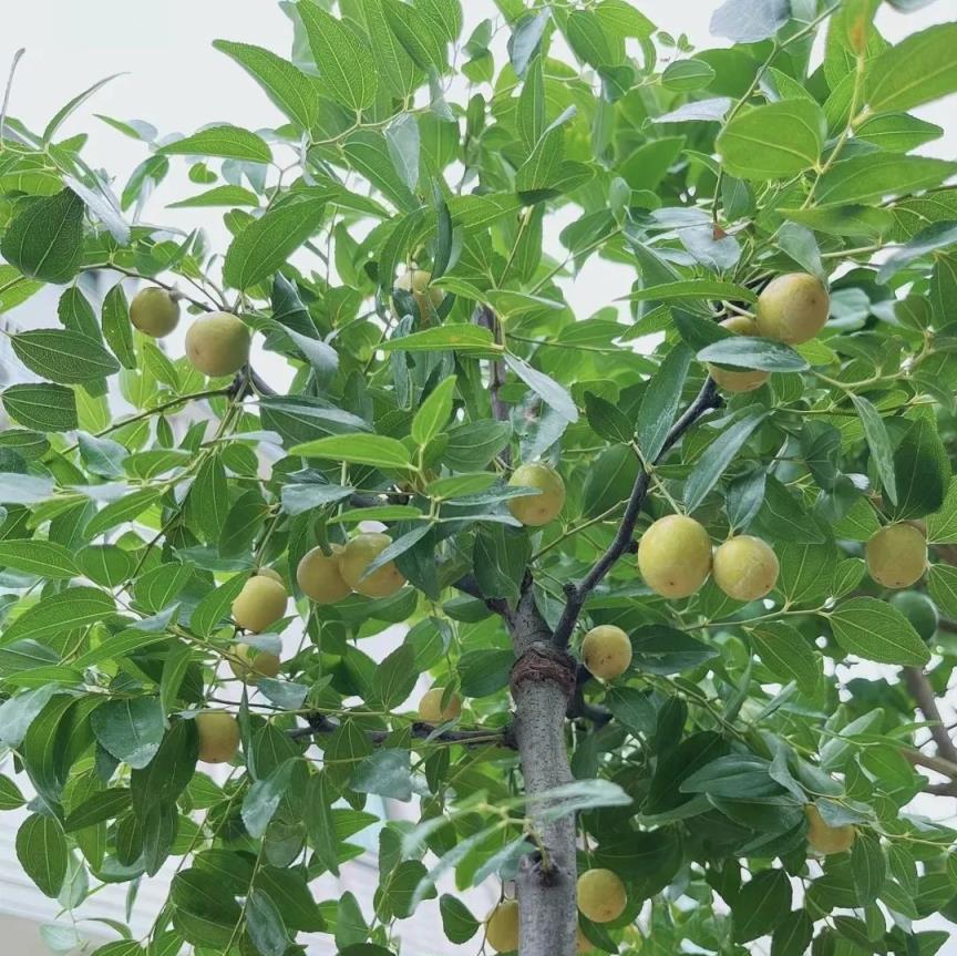 俗語：「富不富，門前樹」，家裡種6種樹，旺宅招財，日子越過越美！