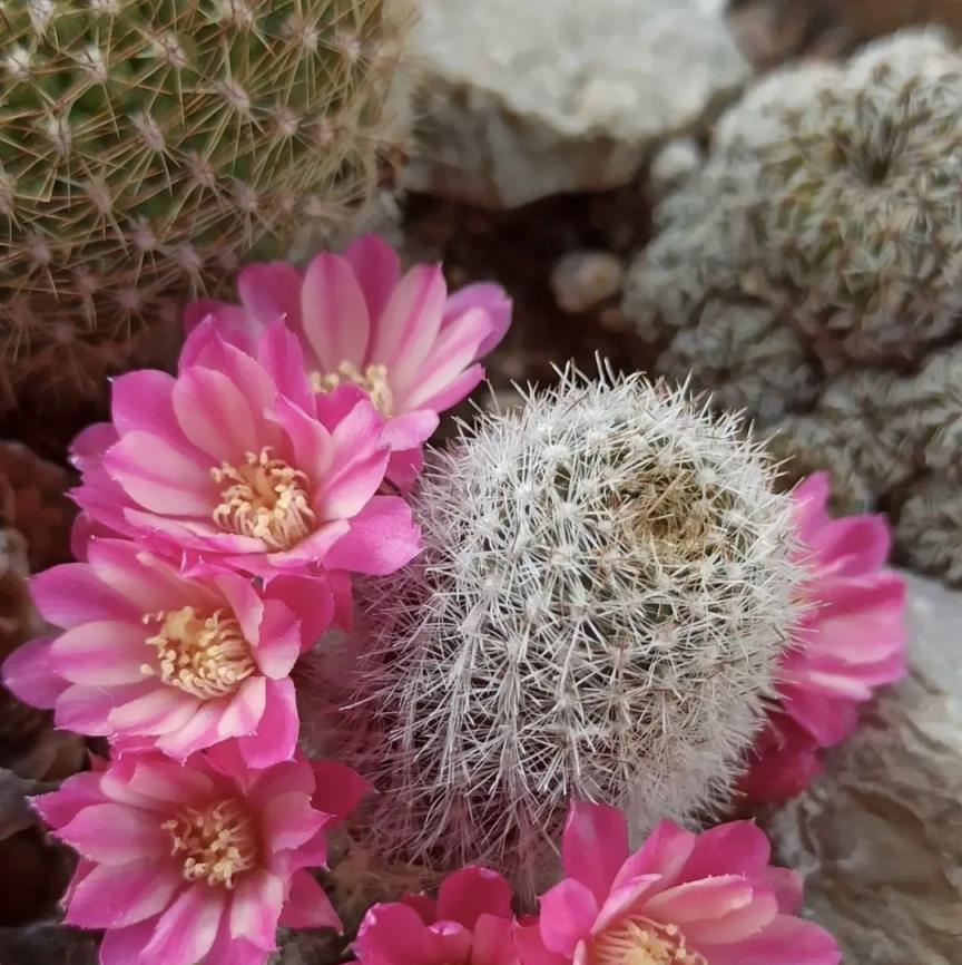 養花好多年，發現5種花是真的好養，適合新手去嘗試，養不死！