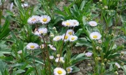 這種「野草」農村常見無人要，治療胃炎有奇效，以後見到要珍惜！