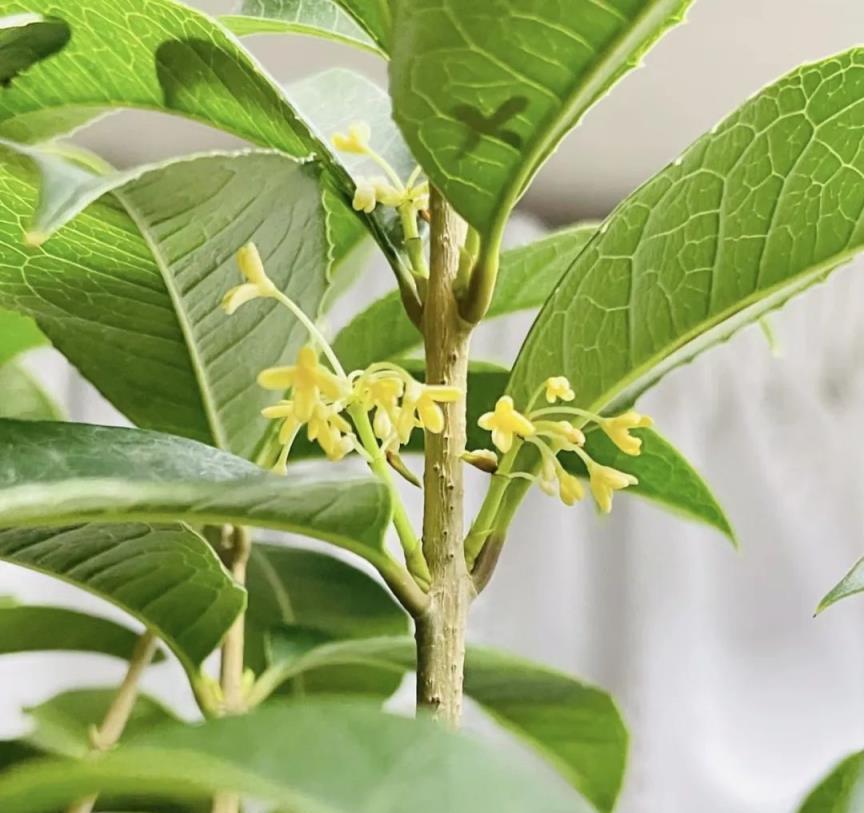 俗語「家中養4花，天天有錢花」，是哪四種花，快來看看你家有沒有養？